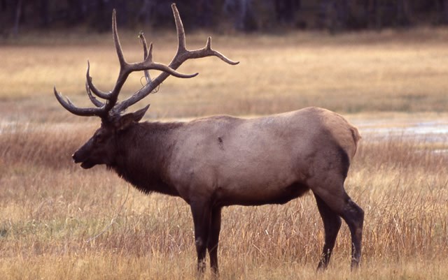 Elk (NPS Photo)