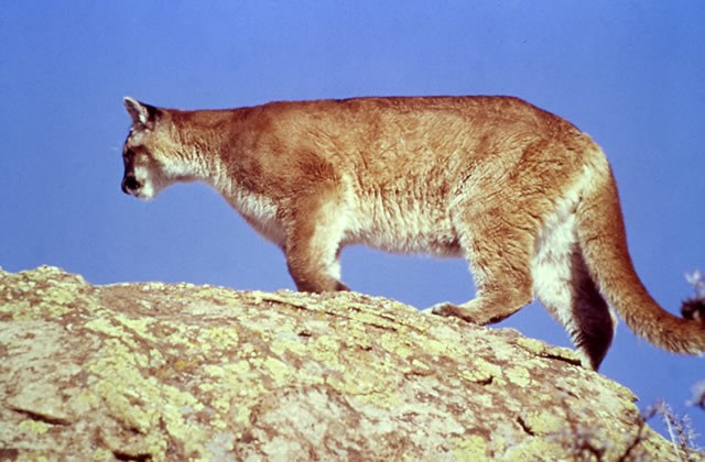 Mountain Lion (NPS Photo)